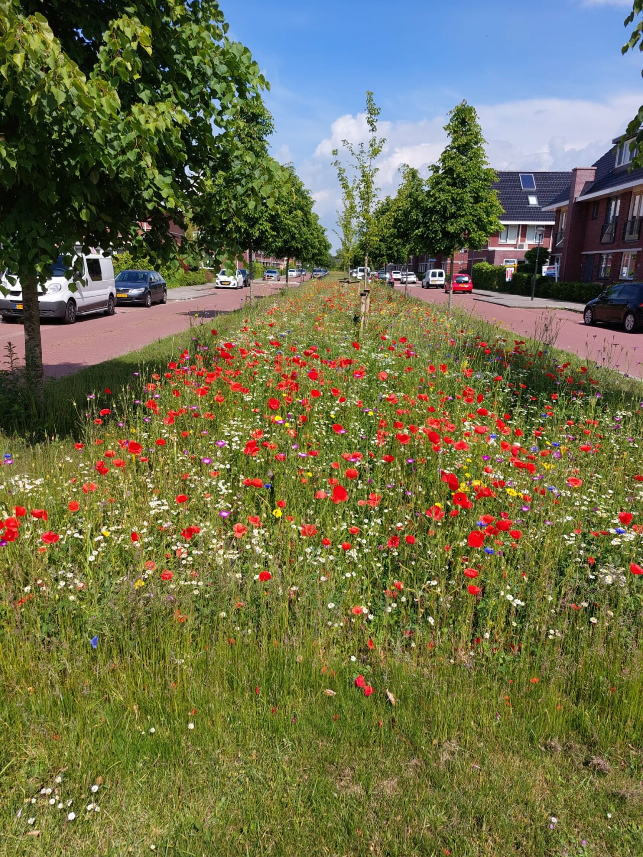 Albert van Damstraat 3 Zwaag J. Knoeff WF