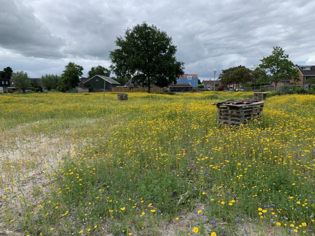 groen land met gele bloemen en huis op de achtergrond