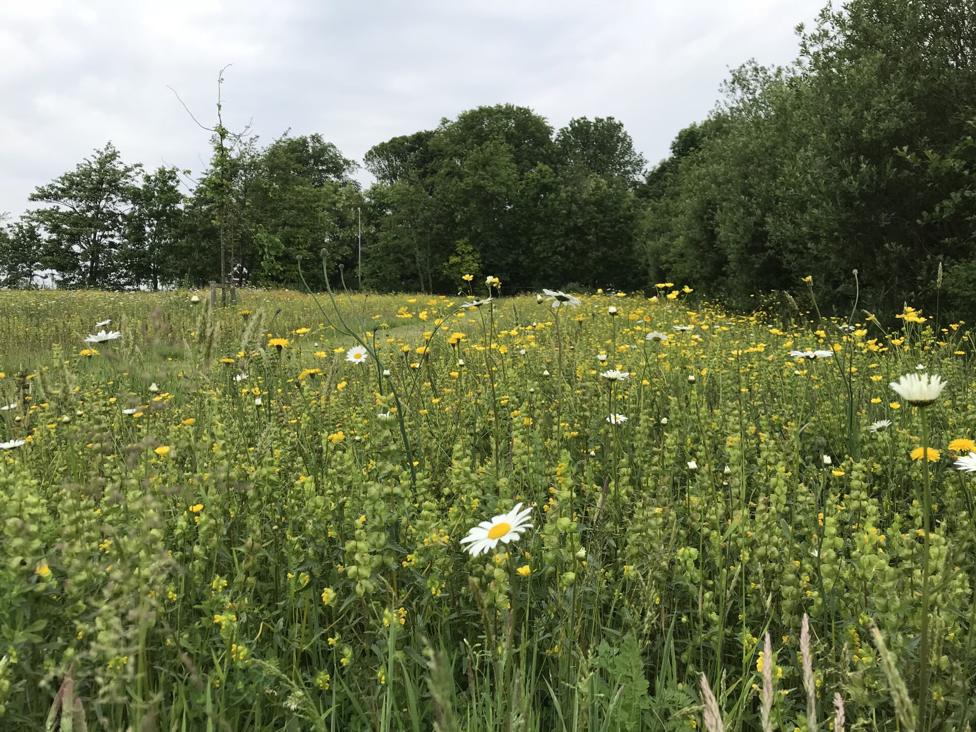 Bloemrijk grasland Hippolytushoef