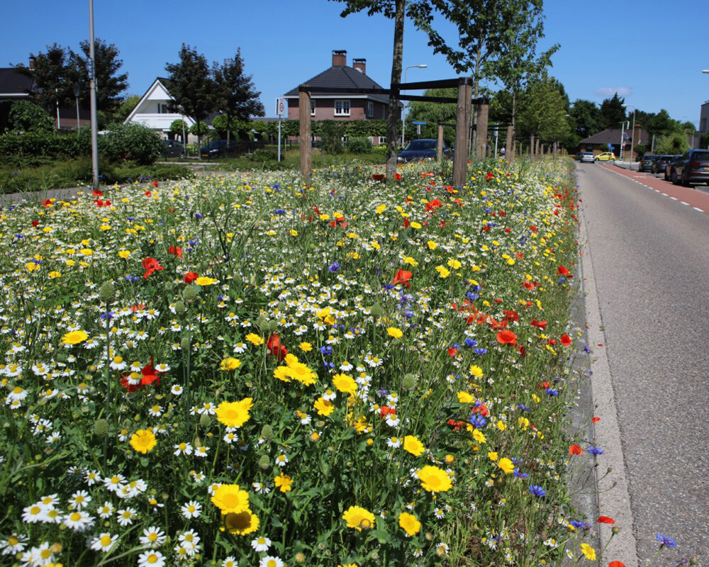 Bloemrijke berm buidevers.nl