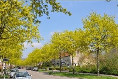 Bomen langs de weg cgconcept