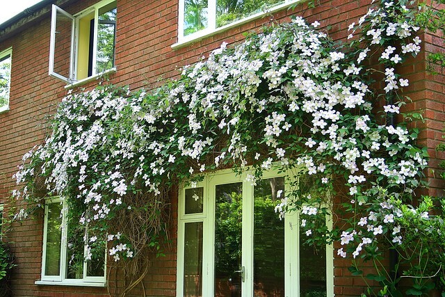 Clematis Stad Antwerpen