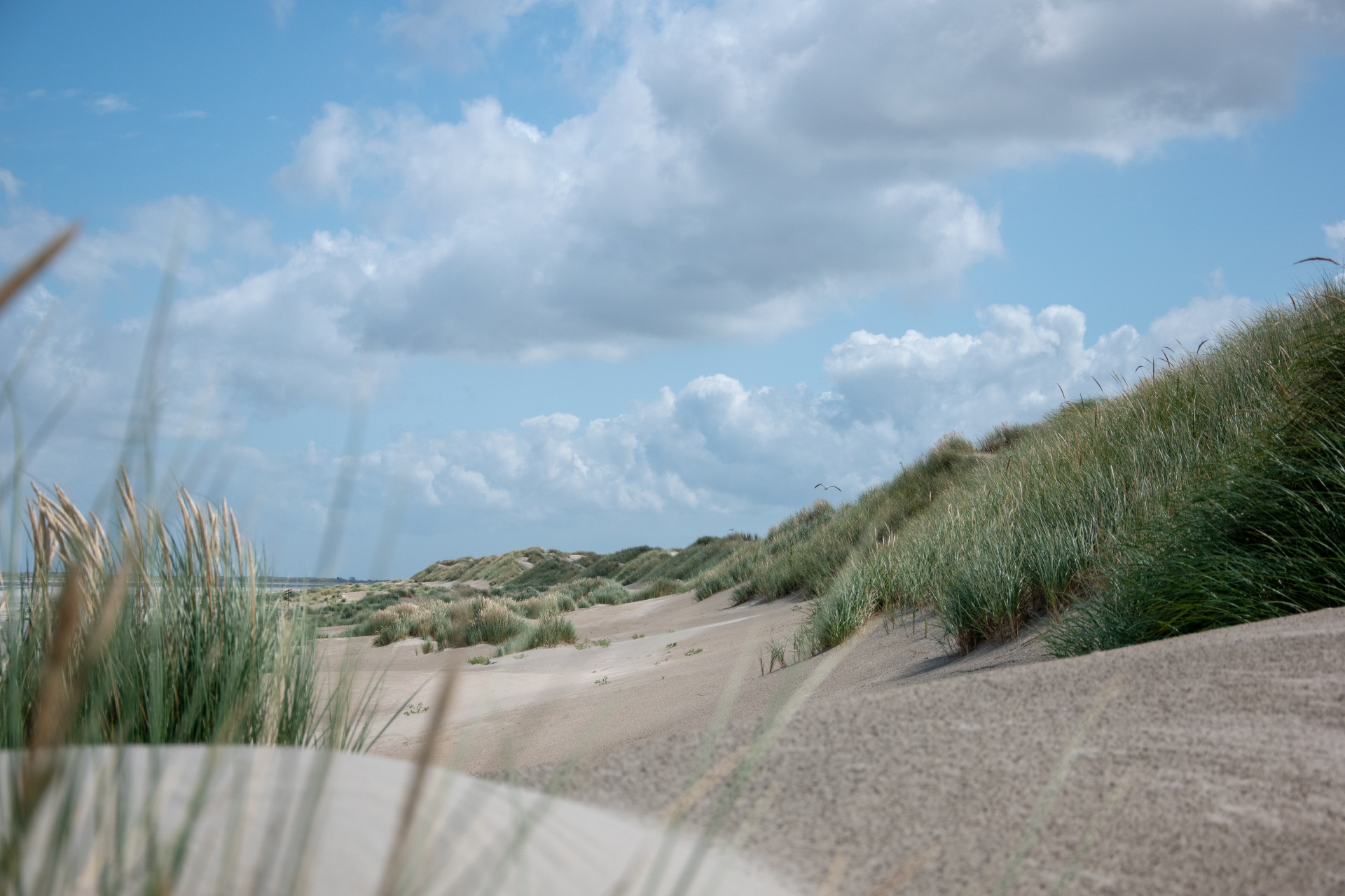 Duinen