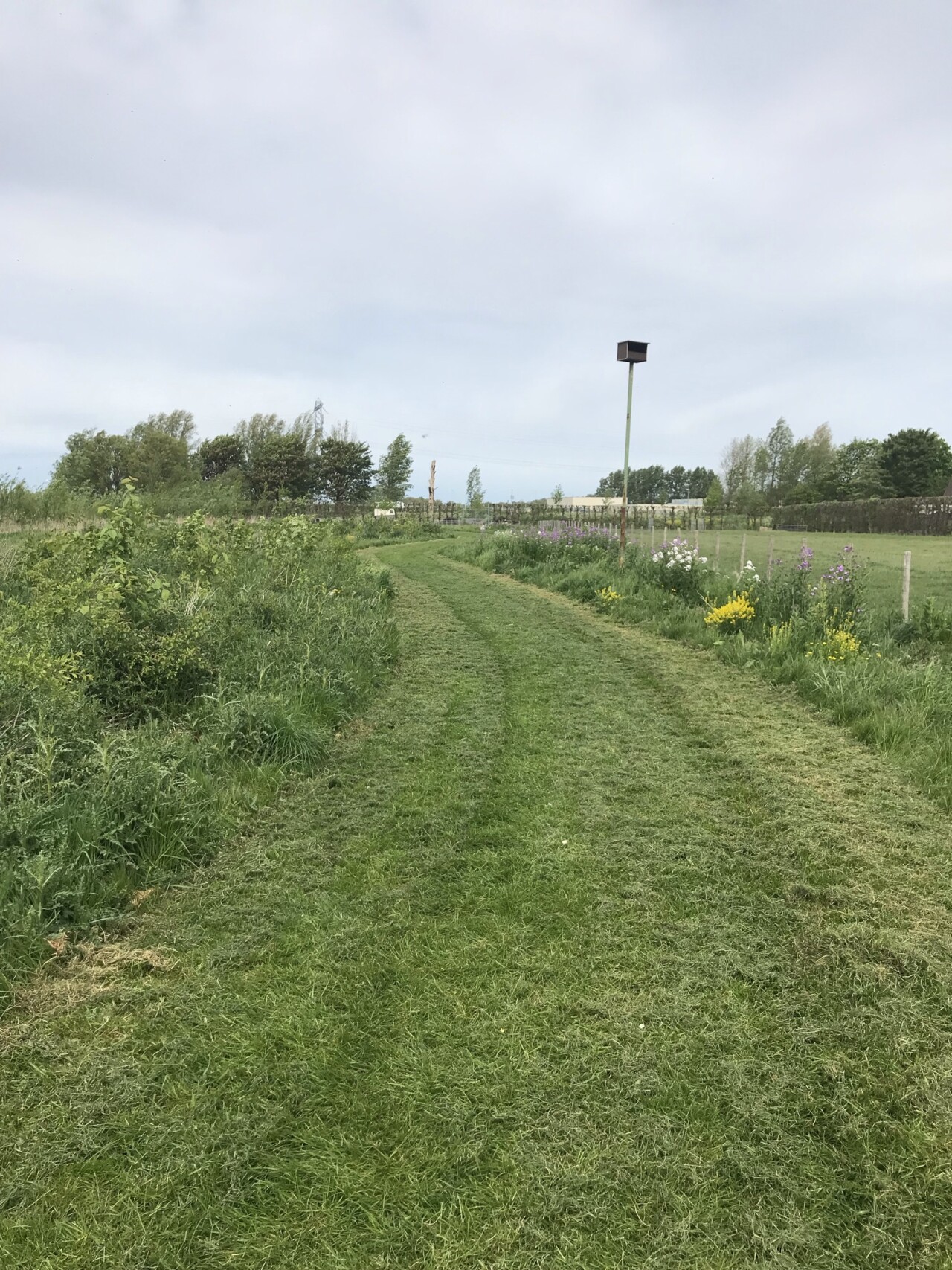 Ecologisch groenbeheer Gemeente Hoorn Anouk Groot WF