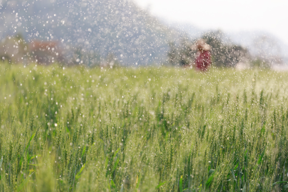 Gras met regen