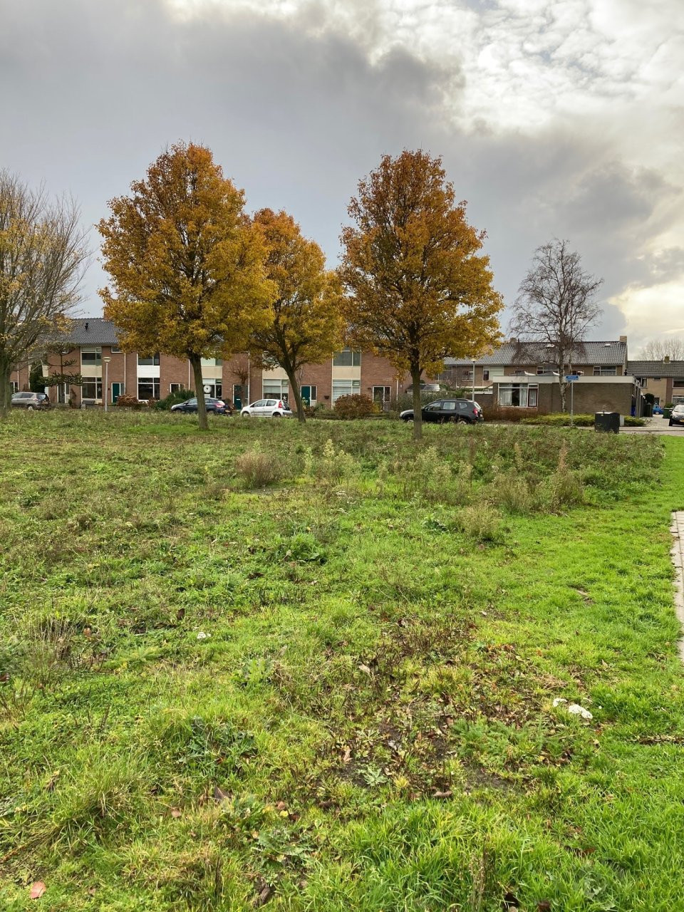 Grasveld met bomen