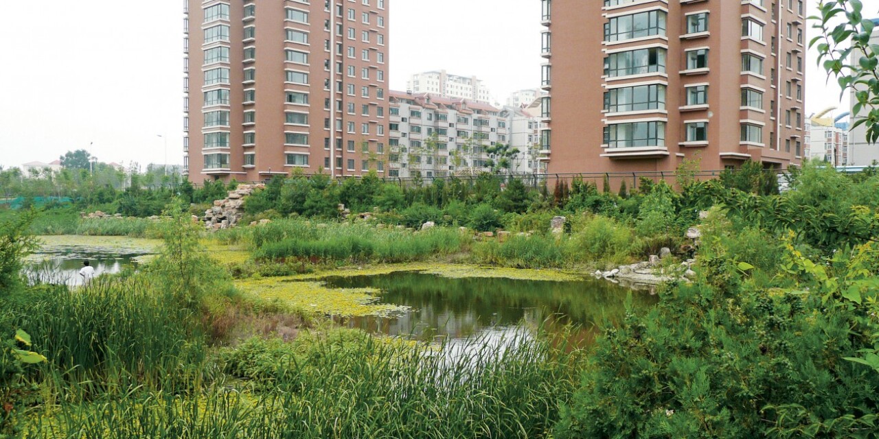 Helofytenfilter groen blauwe netwerken