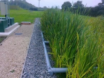 Helofytenfilter tuinadvies