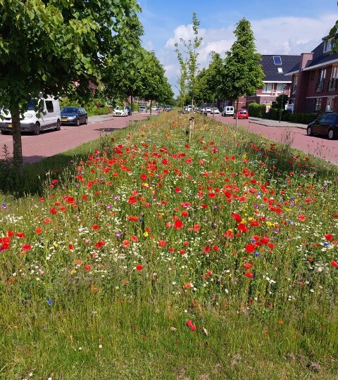Nieuws1