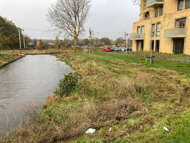 oever met gras, boom en gebouw
