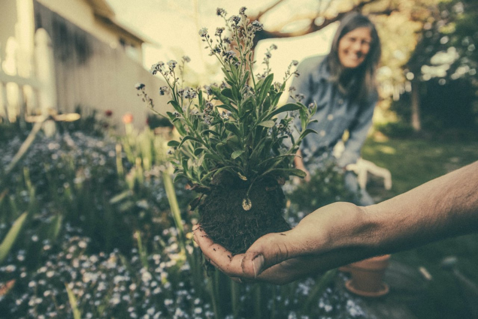 Plantje in hand