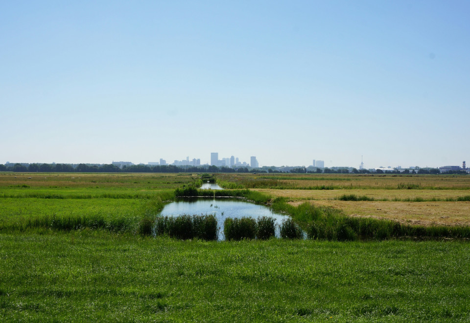 Polder met uitzicht op skyline Rotterdam