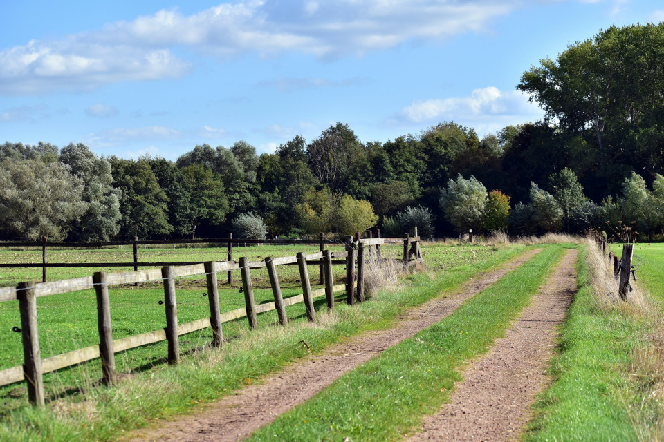 Weiland met een pad er door heen