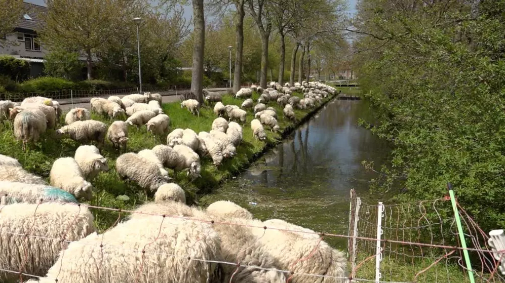 Schapen begrazen de berm in de Risdam in Hoorn Sander Huisman WEEFF WF