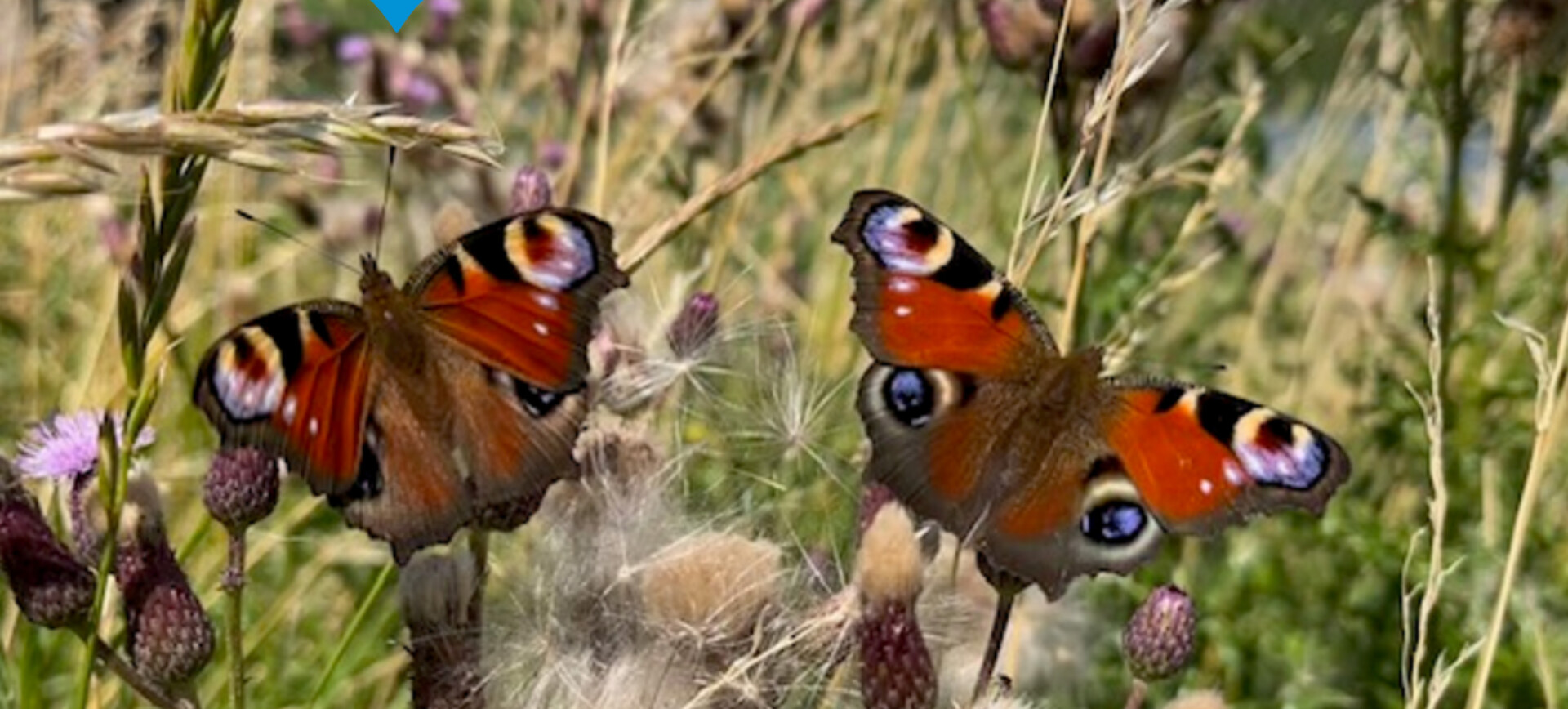 Symposium biodiversiteit