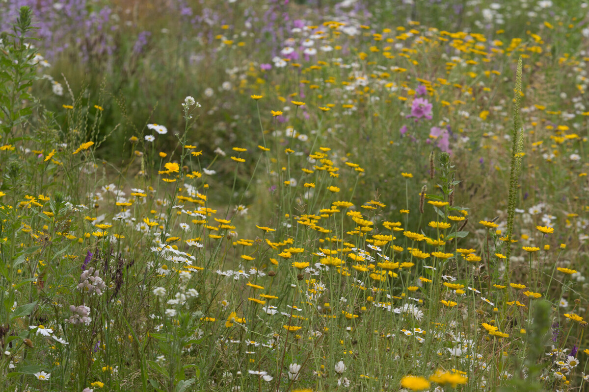 Tijdelijke natuur Cruydt Hoeck
