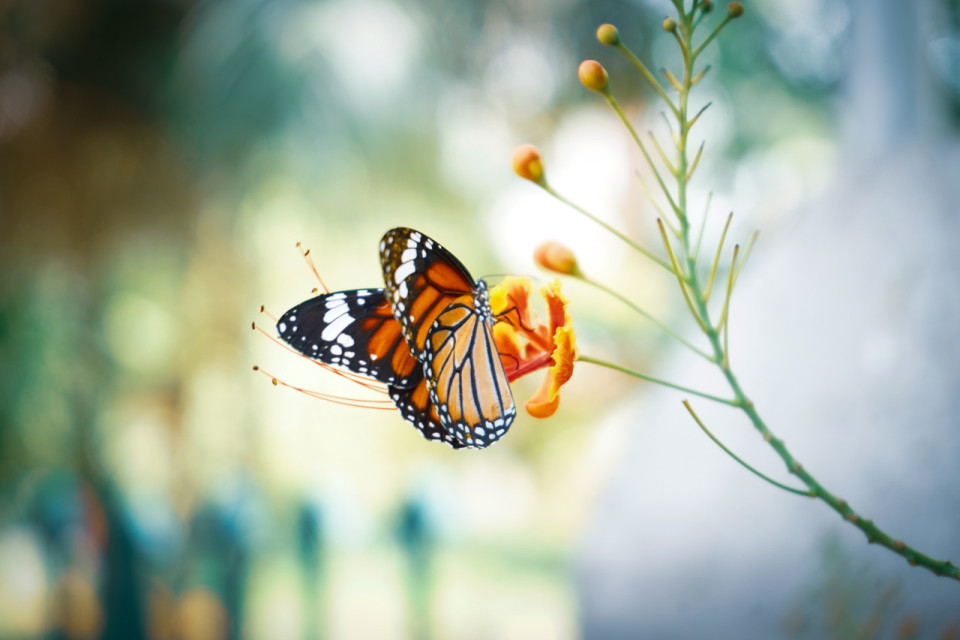 Vlinder op bloem